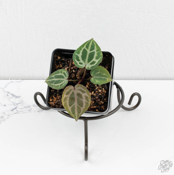 Anthurium Tortoise Shell Grey '36'x self by DocBlock® (wk11-G)