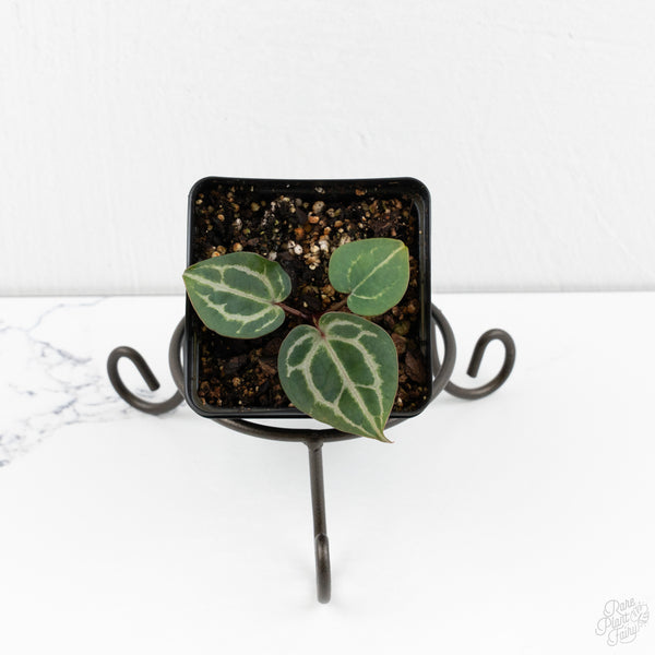 Anthurium Tortoise Shell Grey '36'x self by DocBlock® (wk9-N)