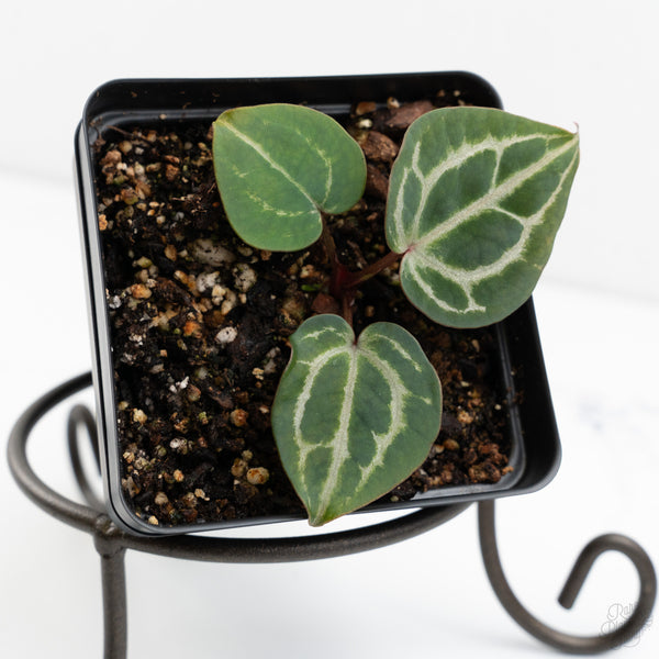 Anthurium Tortoise Shell Grey '36'x self by DocBlock® (wk9-N)