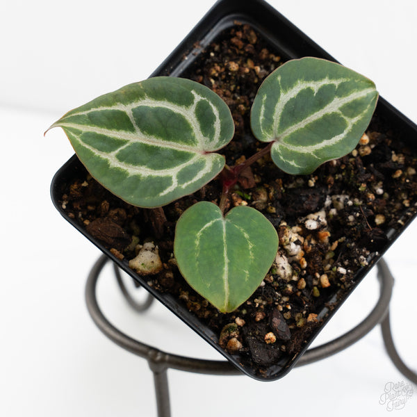 Anthurium Tortoise Shell Grey '36'x self by DocBlock® (wk9-N)