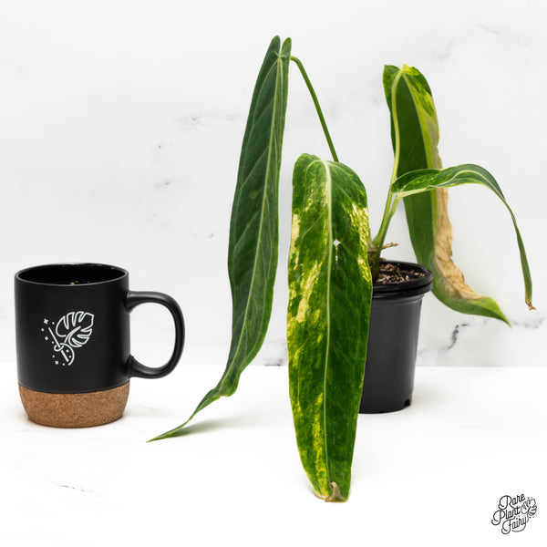 Anthurium Warocqueanum "Queen Anthurium" Variegated (wk50-UJ)