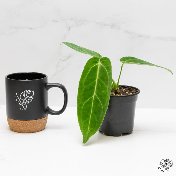 Anthurium Warocqueanum x Magnificum *Grower's Choice*