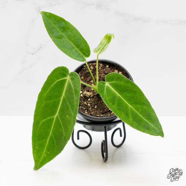 Anthurium Warocqueanum x Magnificum *Grower's Choice*