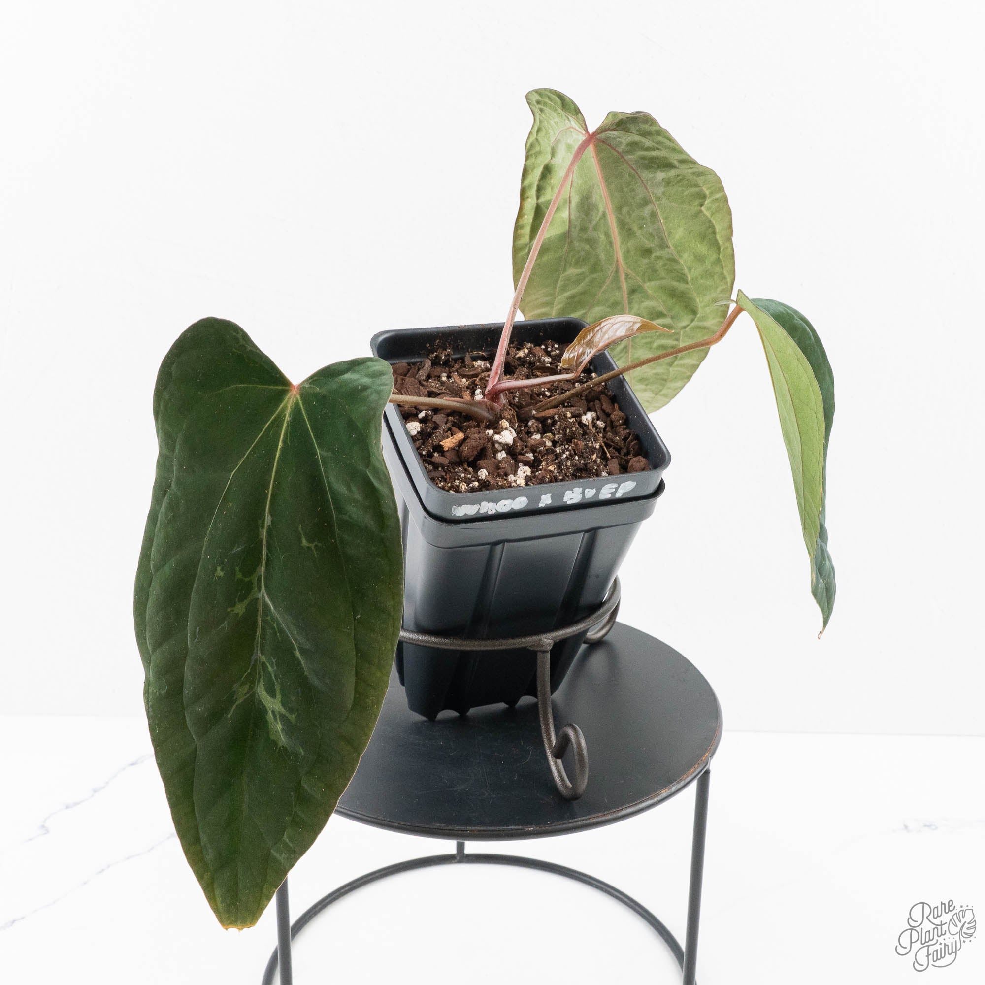 Anthurium 'Wuhoo's First Night' x Antolakii (formerly BVEP) (wk27
