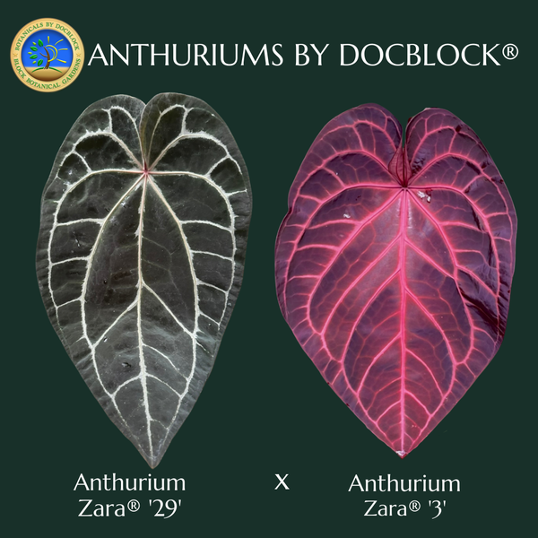 Anthurium Zara '29' x Zara '3' by DocBlock® (wk43-H)
