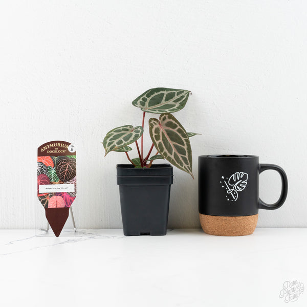 Anthurium Zara '29' × (Michelle® X DocBlock Zara®) '28' (wk10-B)