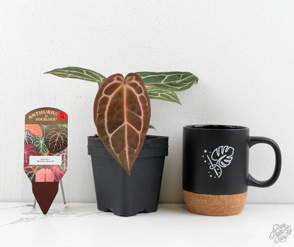 Anthurium Zara '29' × (Michelle® X DocBlock Zara®) '28' (wk11-N)