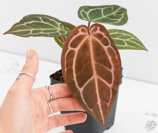 Anthurium Zara '29' × (Michelle® X DocBlock Zara®) '28' (wk11-N)