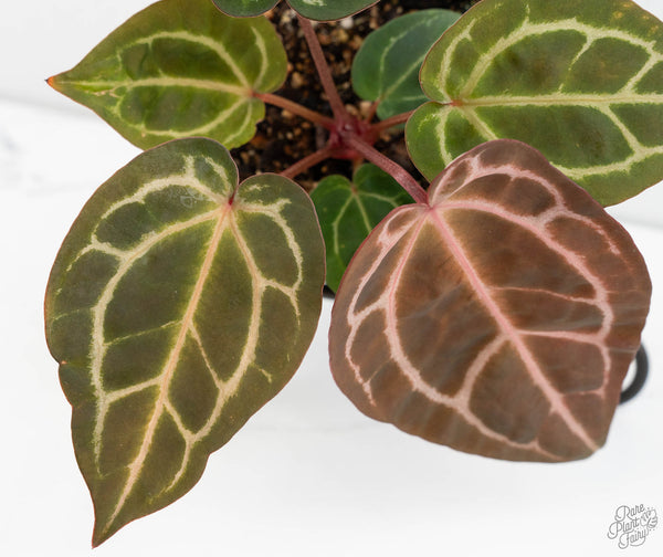 Anthurium Zara '29' × (Michelle® X DocBlock Zara®) '28' (wk11-N)