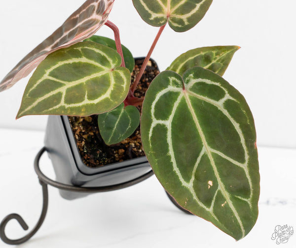 Anthurium Zara '29' × (Michelle® X DocBlock Zara®) '28' (wk11-N)