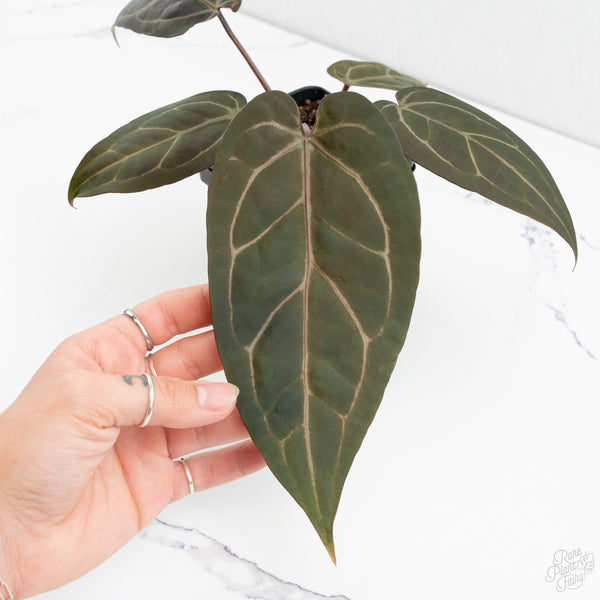 Anthurium Zara '31' x Zara '14' by DocBlock® (wk10-K)