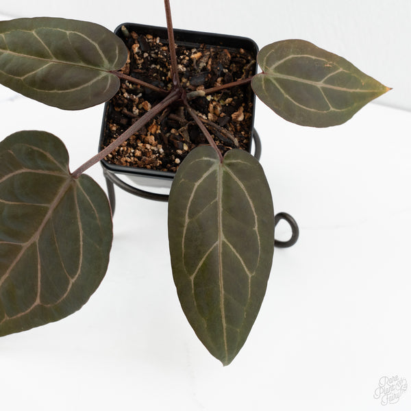 Anthurium Zara '31' x Zara '14' by DocBlock® (wk10-K)