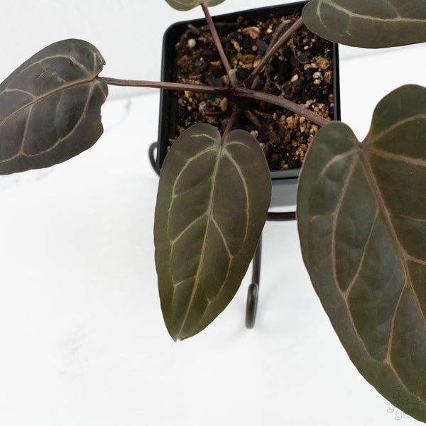 Anthurium Zara '31' x Zara '14' by DocBlock® (wk10-K)