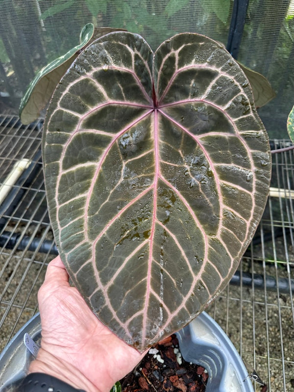 Anthurium Zara '33' x Home, Sweet Home '32' by DocBlock® *Grower's choice*