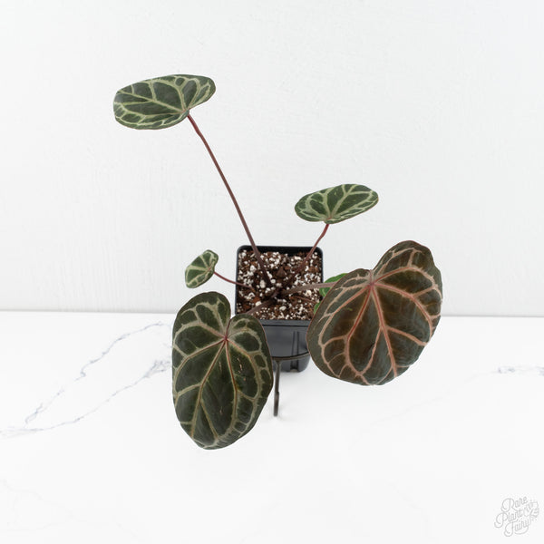 Anthurium Zara '33' x Zara '29' by DocBlock® (wk10-G)