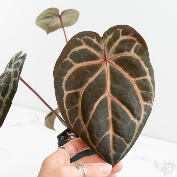 Anthurium Zara '33' x Zara '29' by DocBlock® (wk10-G)