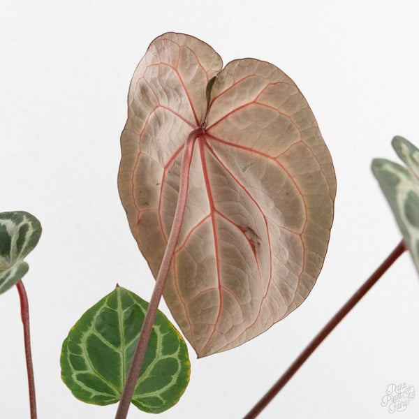 Anthurium Zara '33' x Zara '29' by DocBlock® (wk10-G)