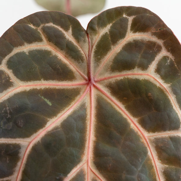 Anthurium Zara '33' x Zara '29' by DocBlock® (wk10-G)