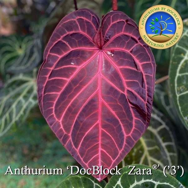 Anthurium Zara '3' x Zara '33' by DocBlock® *Grower's choice*