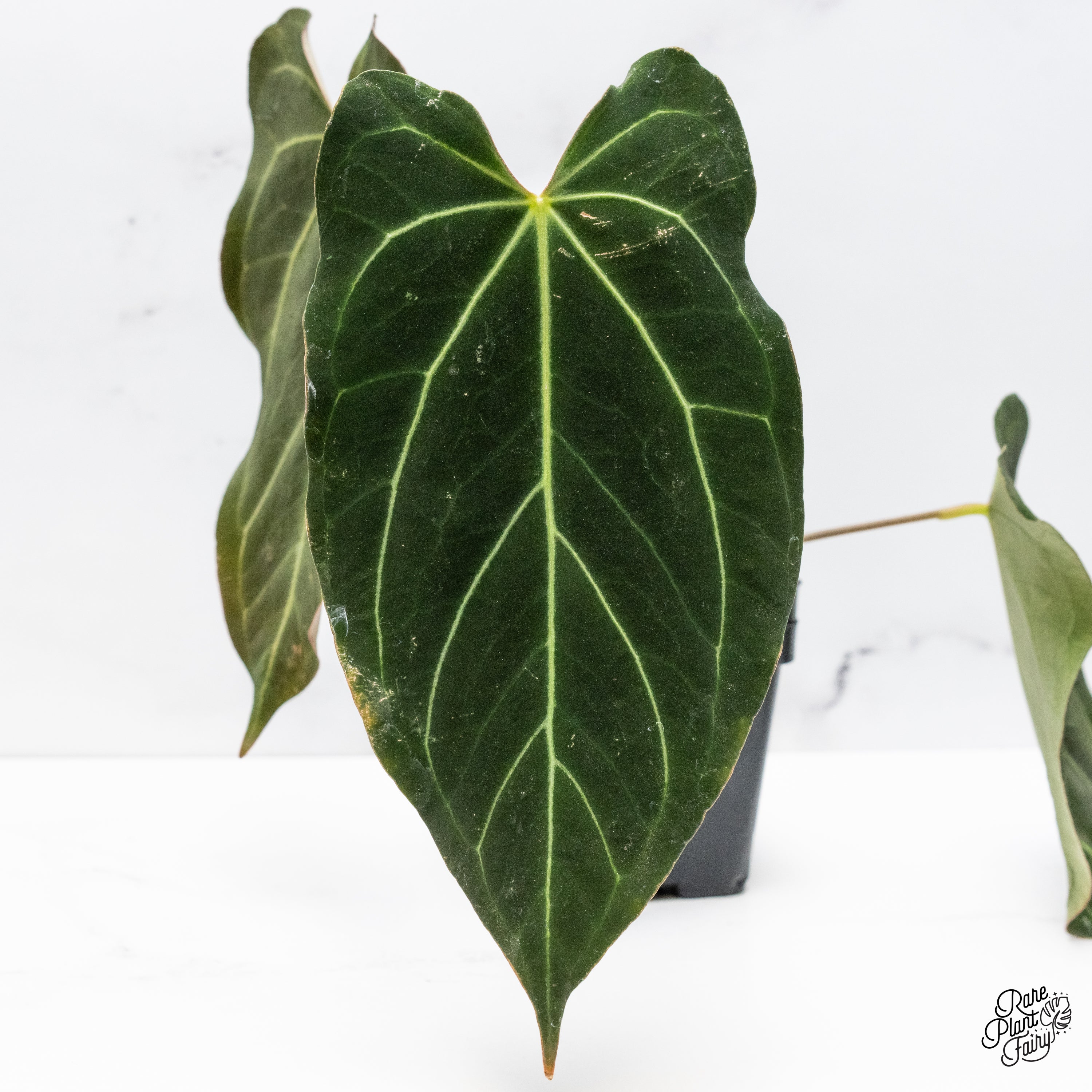 Anthurium_Carla_80_xBlackWidow