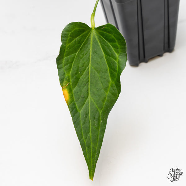 Anthurium 'Delta Force' (wk45-B)