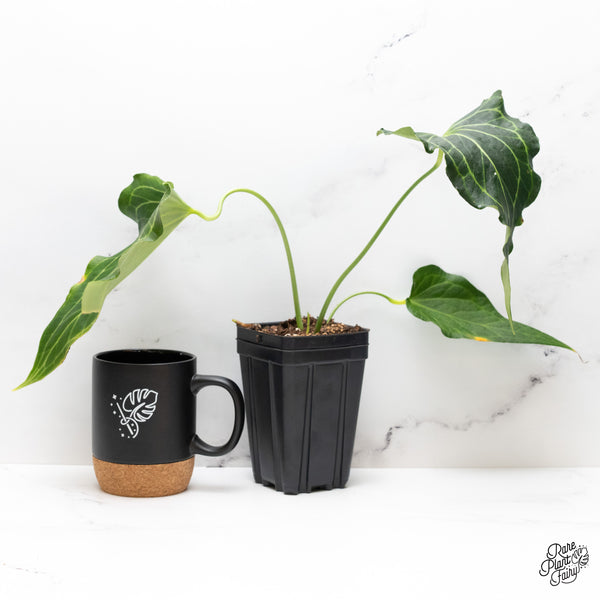 Anthurium 'Delta Force' (wk45-B)