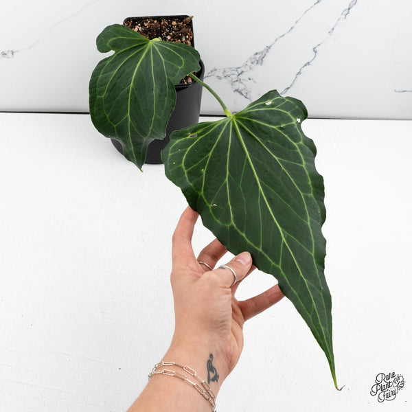 Anthurium 'Delta Force' (wk47-N)