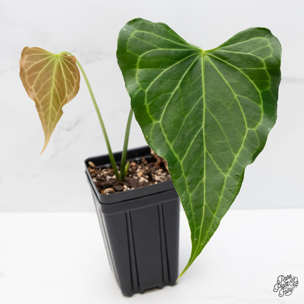 Anthurium 'Delta Force' (wk4-C)