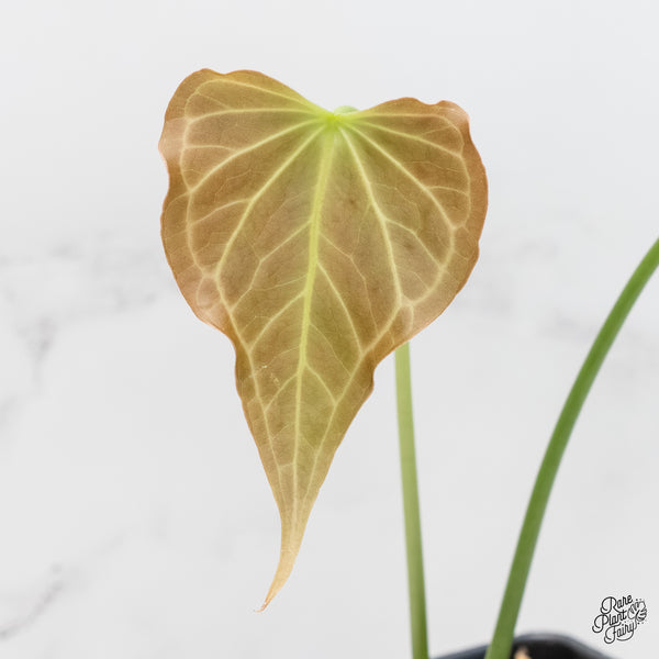 Anthurium 'Delta Force' (wk4-C)