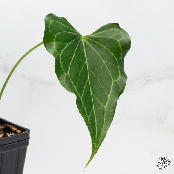 Anthurium 'Delta Force' (wk4-C)