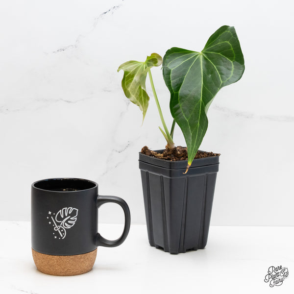 Anthurium 'Delta Force' (wk4-D)