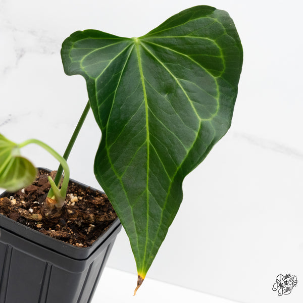 Anthurium 'Delta Force' (wk4-D)