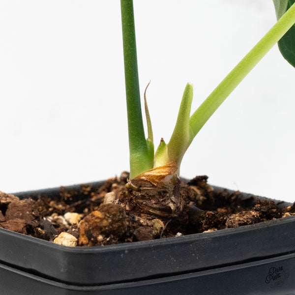 Anthurium 'Delta Force' (wk4-D)