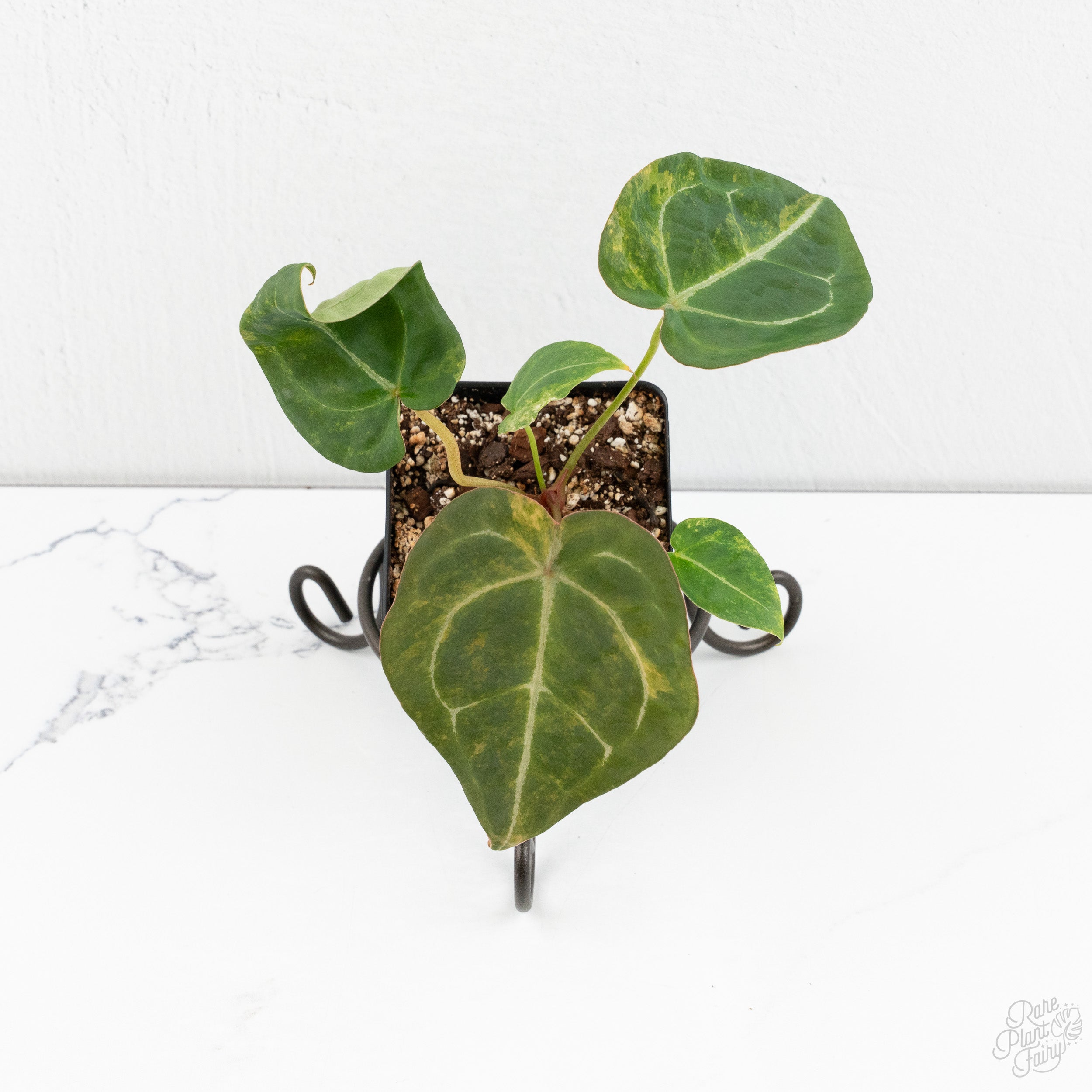 Anthurium 'Forgetii' variegated (wk9-UV) – Rare Plant Fairy