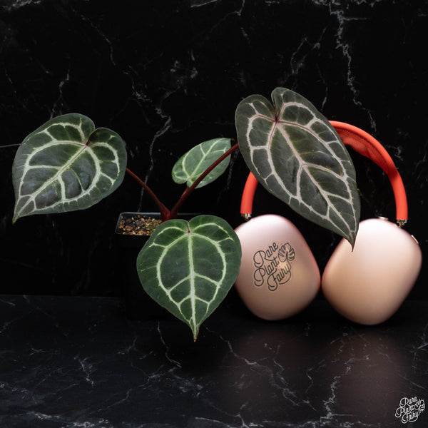 Anthurium Orange '26' x DocBlock Red Crystal '12' by DocBlock® *Grower's choice*