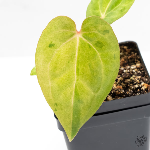 Anthurium sp. "RPF Living Wall" Variegated (wk4-UT)