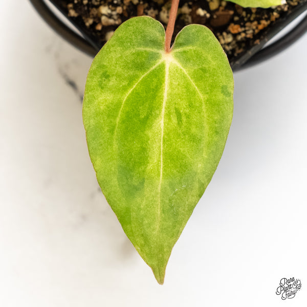 Anthurium sp. "RPF Living Wall" Variegated (wk4-UT)