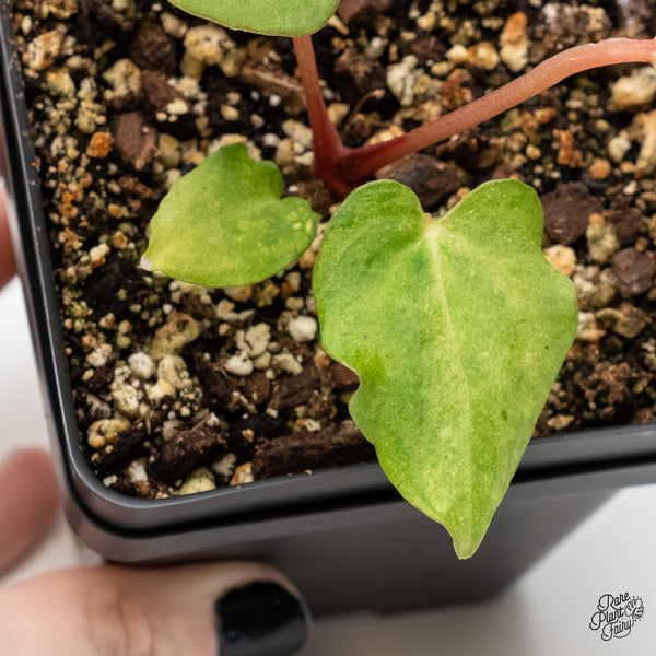 Anthurium sp. "RPF Living Wall" Variegated (wk4-UT)