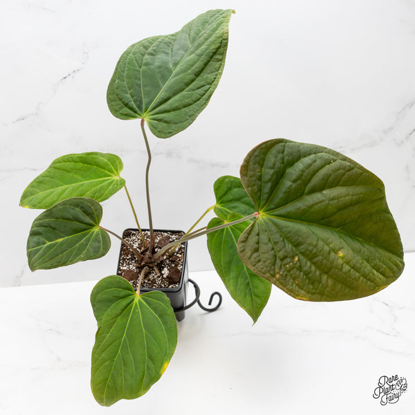 Anthurium 'Tropiflora Delta' x Antolakii (formerly BVEP) (wk3-J)