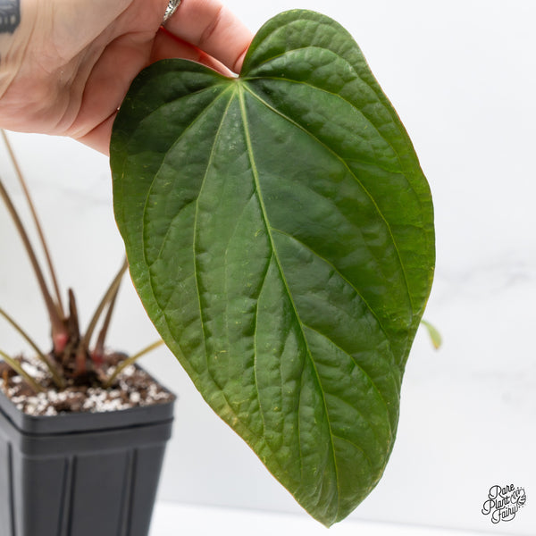 Anthurium 'Tropiflora Delta' x Antolakii (formerly BVEP) (wk3-J)