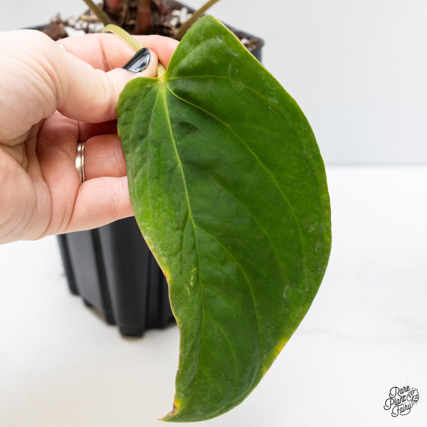Anthurium 'Tropiflora Delta' x Antolakii (formerly BVEP) (wk3-J)