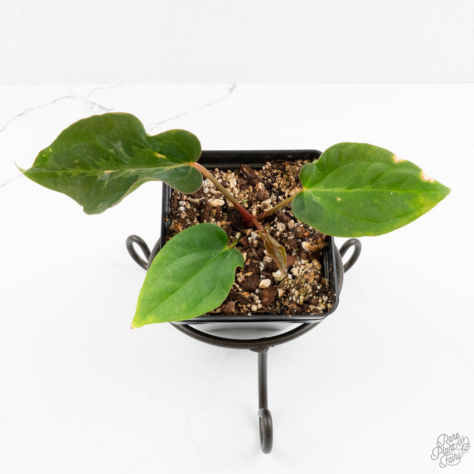 Anthurium 'Wuhoo's First Night' x Antolakii (formerly BVEP) (wk16