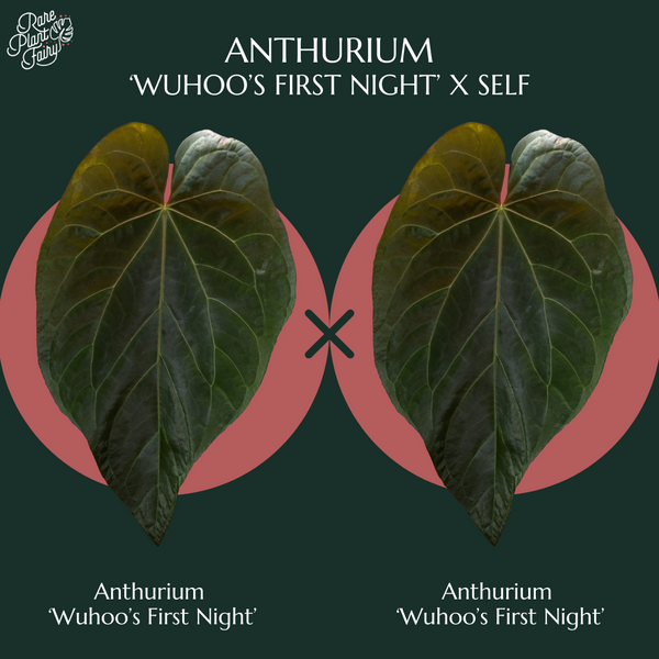 Anthurium 'Wuhoo's First Night' x self *Grower's Choice*