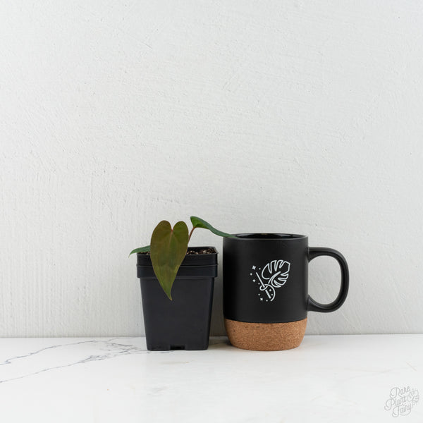 Anthurium 'Wuhoo's First Night' x Antolakii (formerly BVEP) *Grower’s Choice*