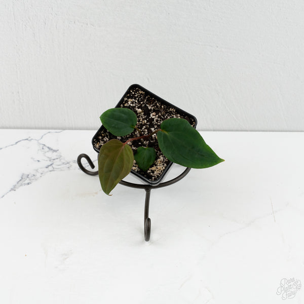 Anthurium 'Wuhoo's First Night' x Antolakii (formerly BVEP) *Grower’s Choice*