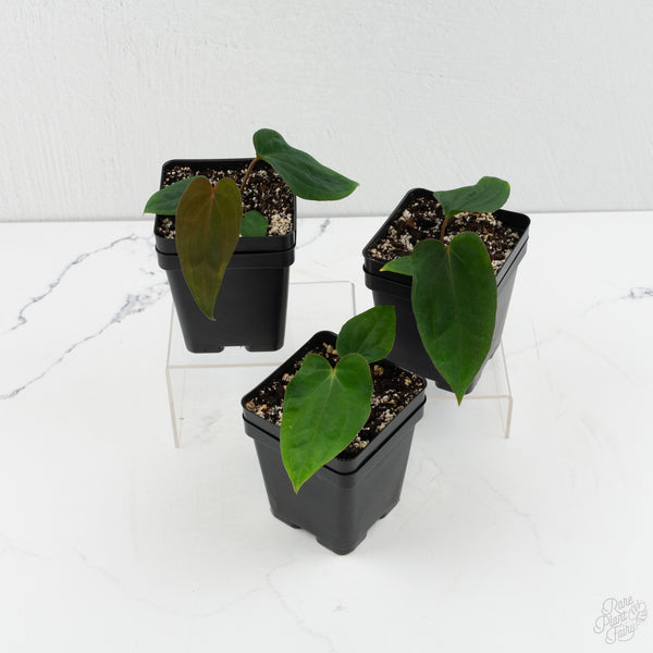 Anthurium 'Wuhoo's First Night' x Antolakii (formerly BVEP) *Grower’s Choice*