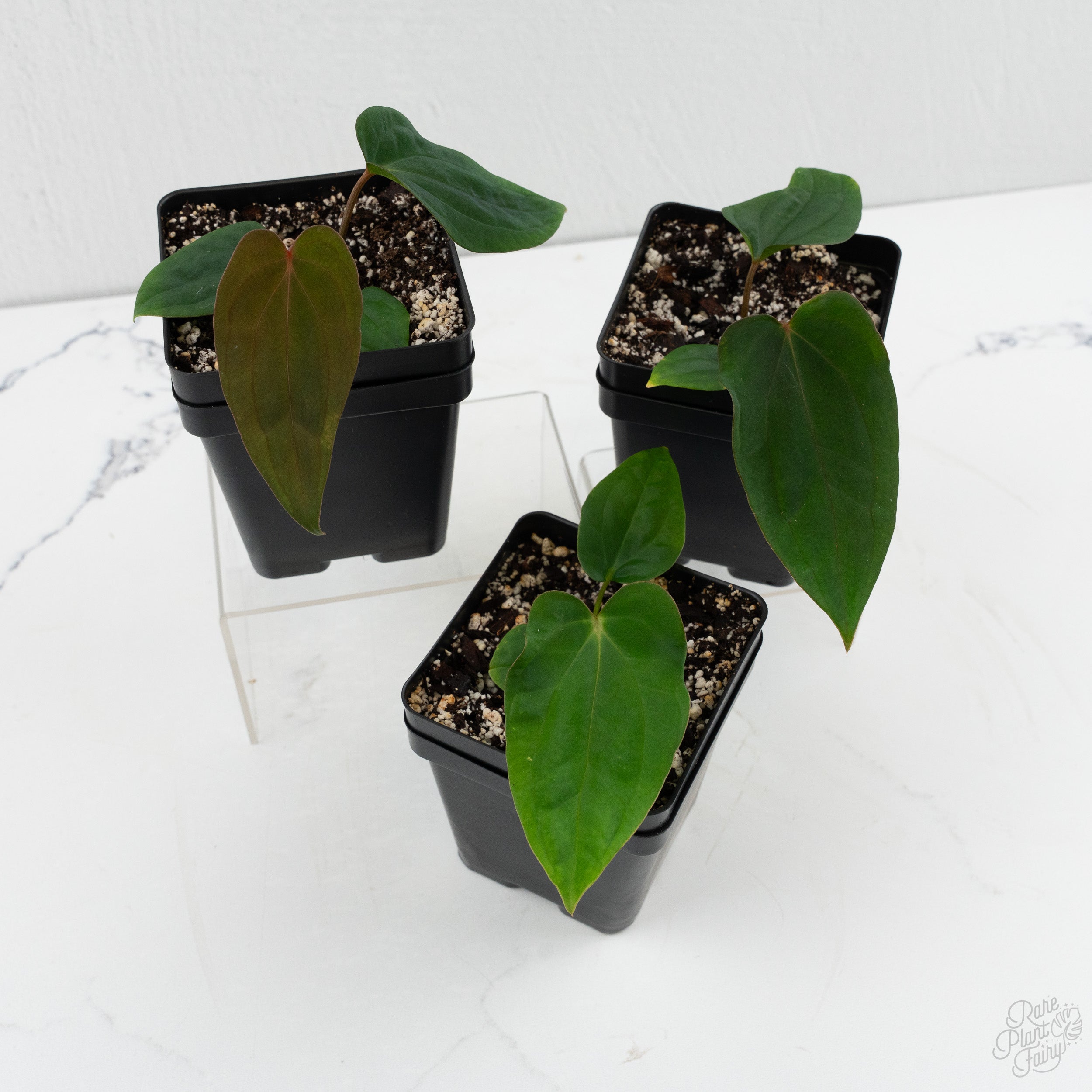 anthurium alocasia Anthurium 'Wuhoo's First Night' x Antolakii *Grower’s Choice*