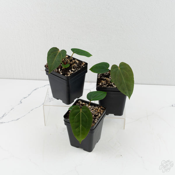 Anthurium 'Wuhoo's First Night' x Carlablackiae *Grower’s Choice*