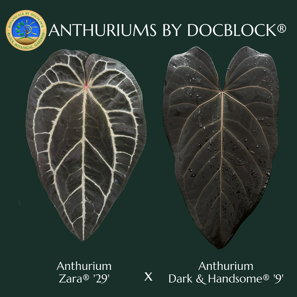 Anthurium Zara '29' x Dark & Handsome '9' by DocBlock® (wk4-F)