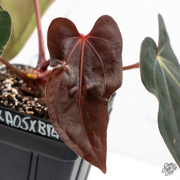 Anthurium (Carlablackiae x Ace of Spades) x Antolakii (Previously BVEP) (wk48-E)